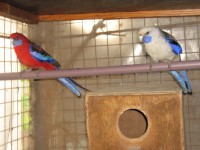 /album/galeria-de-fotos-roselas/tino-177-jpg1/